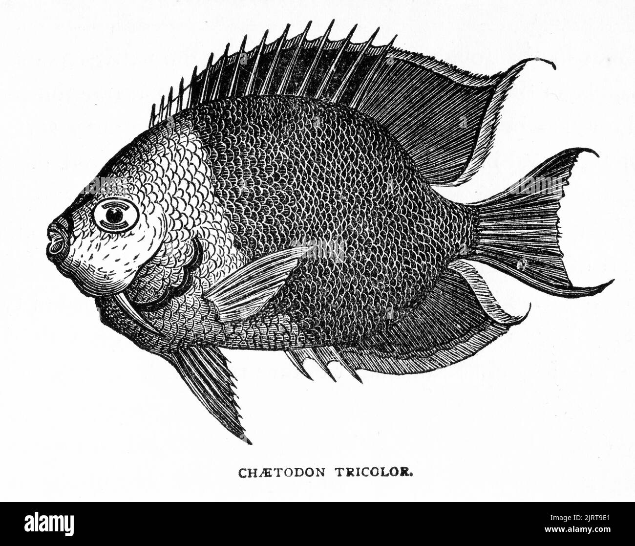 Engraving of The rock beauty (Holacanthus tricolor), AKA corn sugar, coshubba, rock beasty, catalineta, and yellow nanny, a species of marine ray-finned fish, a marine angelfish belonging to the family Pomacanthidae. It is found in the western Atlantic Ocean. Previously known as Chaetodon tricolor and Pomacanthus tricolor Stock Photo
