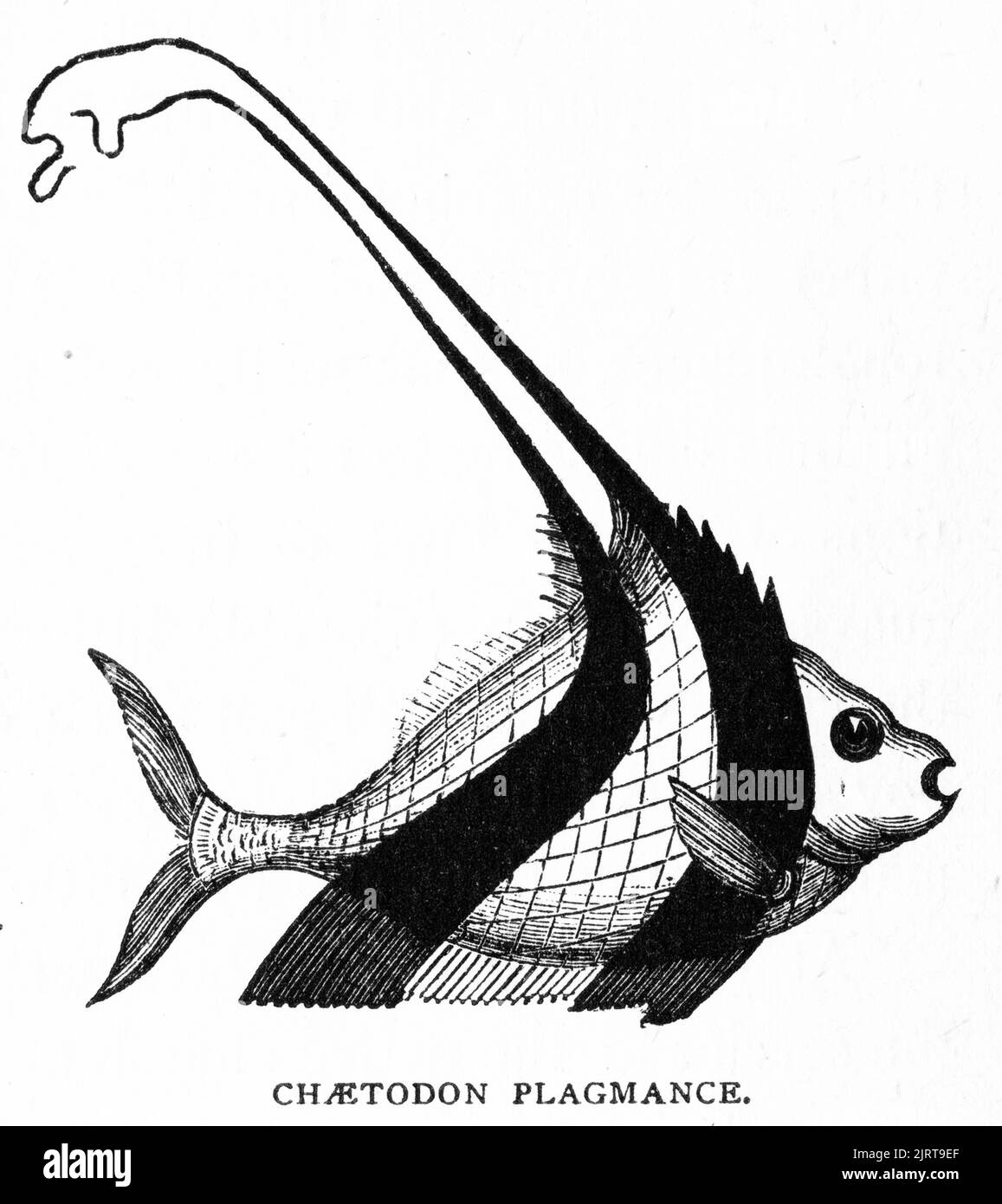 Engraving of Chaetodon plagmance, from A Voyage in the Sunbeam by Baroness Anna 'Annie' Brassey (1839 – 1887), published 1878; Modern equivalent latin name is unknown Stock Photo