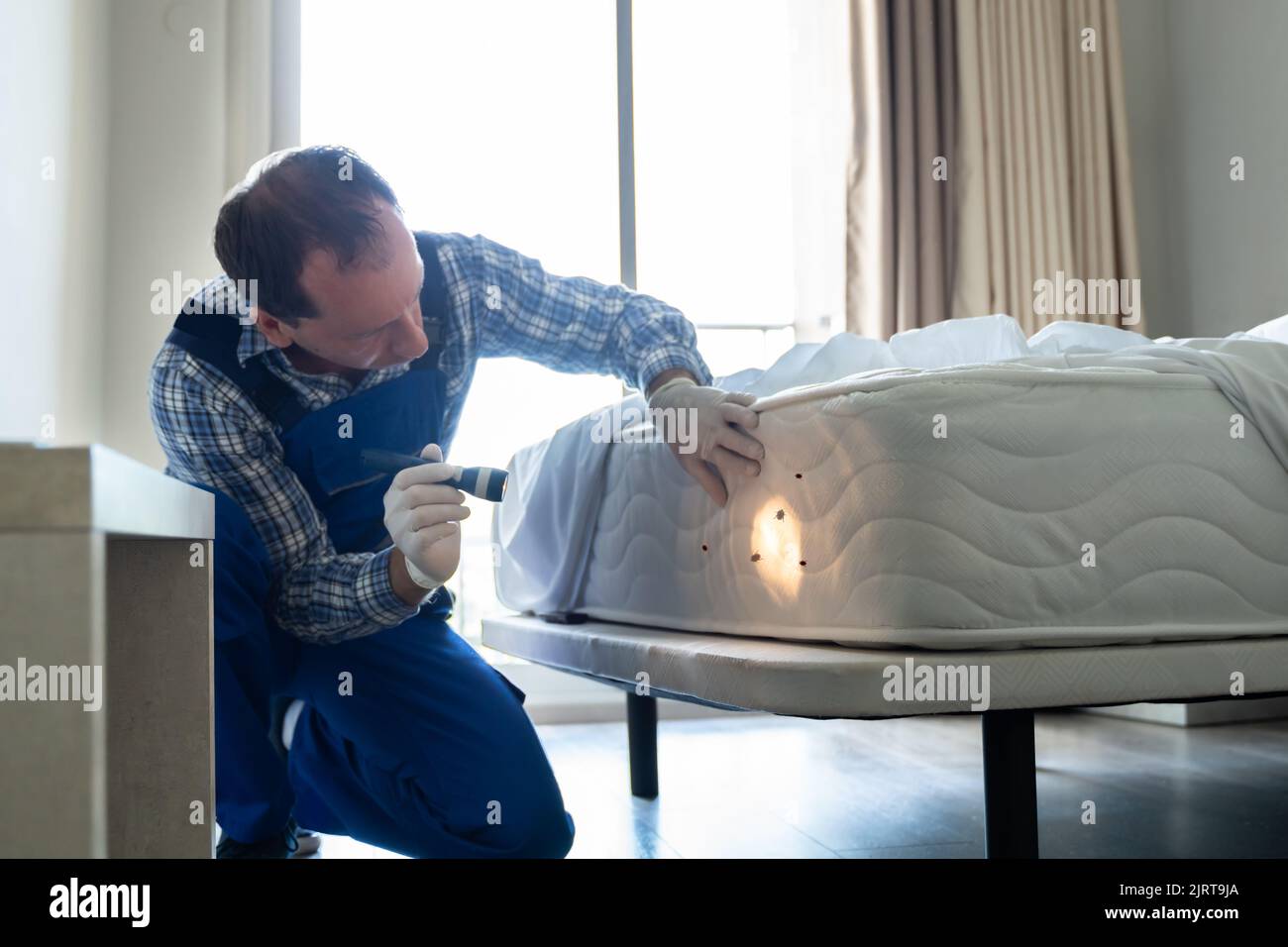View of Bed Bug Infestation And Treatment Service. Bugs Extermination Stock ...