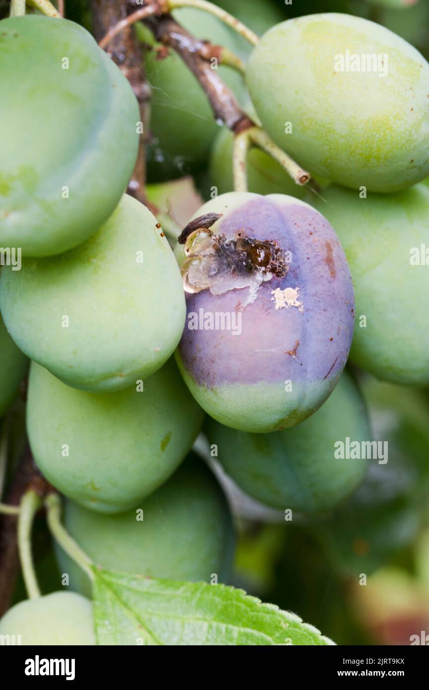 Victoria plum fruit with Brown rot fungal disease (Monilinia fructicola) Stock Photo