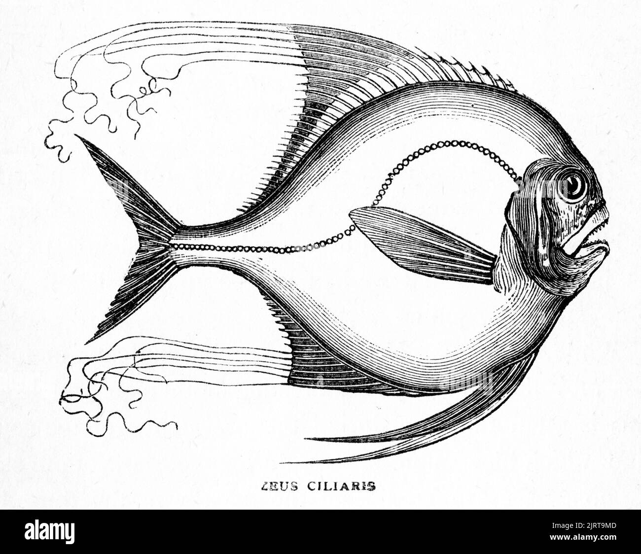 Engraving of the African pompano (Alectis ciliaris), also known as the pennant-fish or threadfin trevally, is a widely distributed species of tropical marine fish in the jack family, Carangidae. Stock Photo