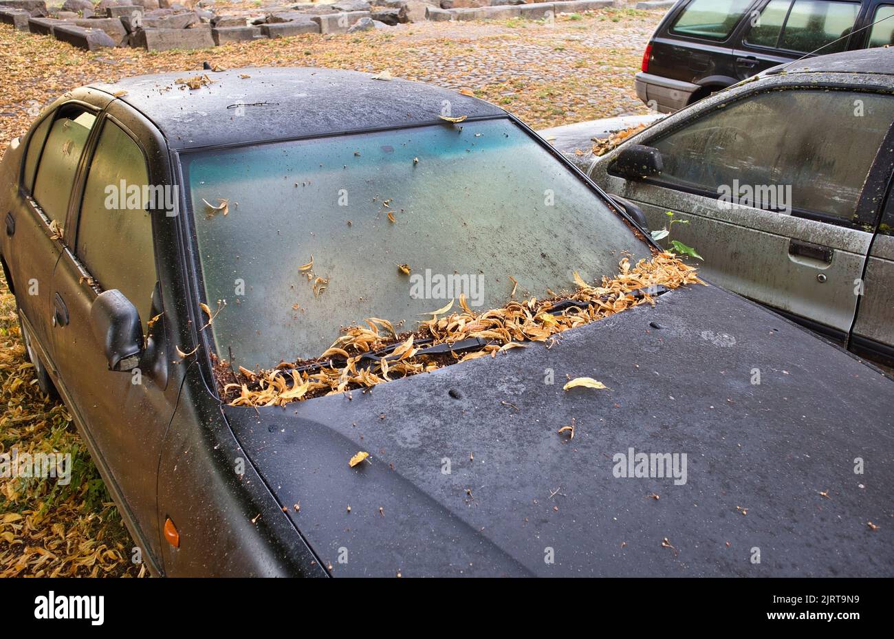 Abandoned car under a tree Stock Photo