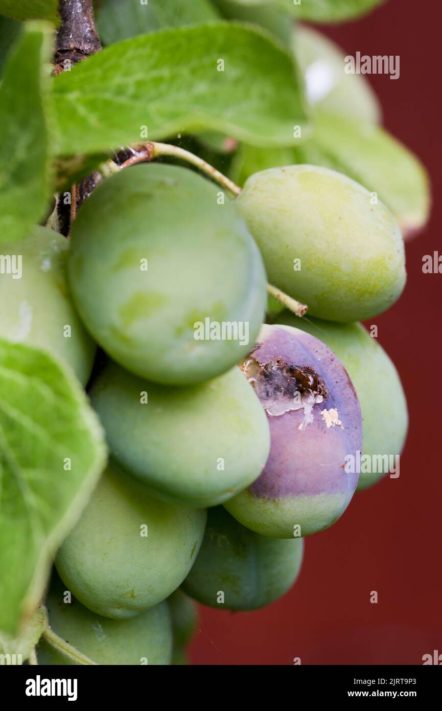 Victoria plum fruit with Brown rot fungal disease (Monilinia fructicola) Stock Photo