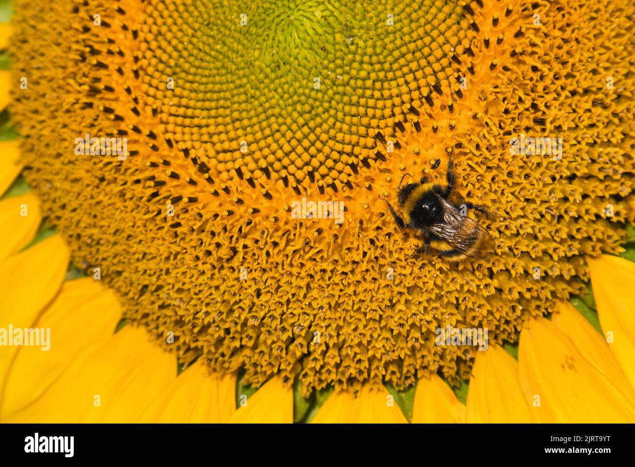 Bumblebee and sunflower at autumn Stock Photo