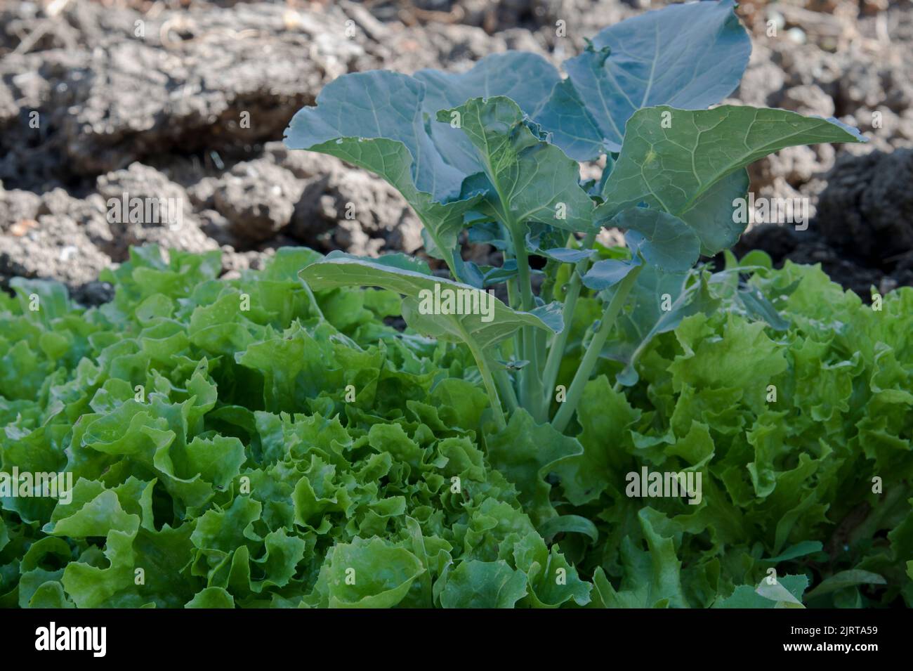 Container grown cut and come again lettuce planted in and around an