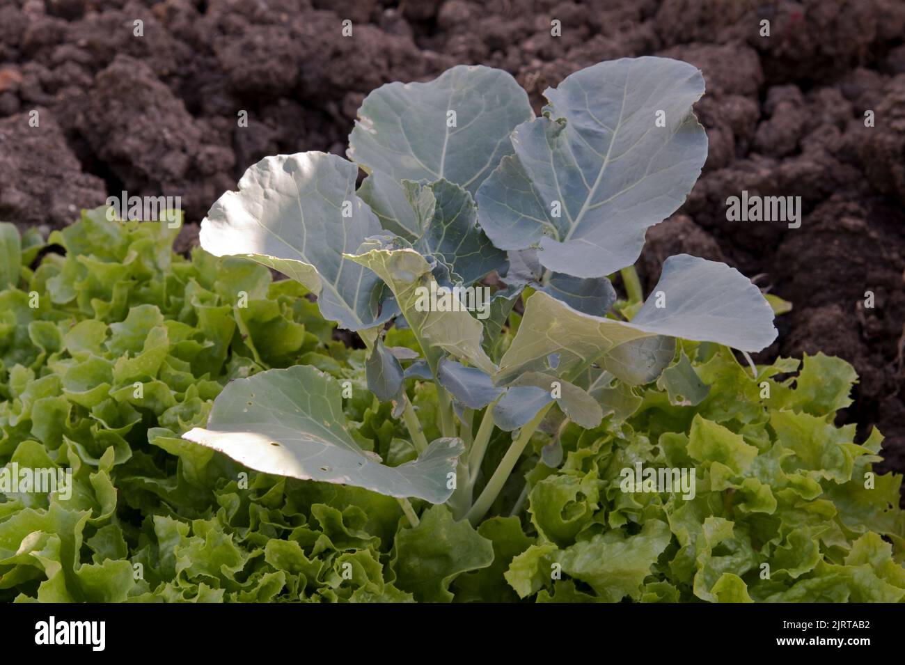 Container grown cut and come again lettuce planted in and around an Ironman broccoli plant. Stock Photo