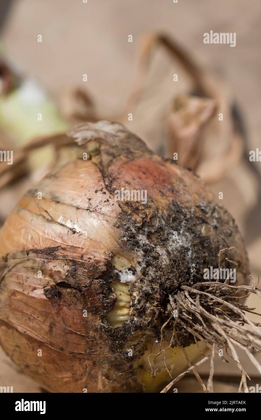 White rot begging to show on the base of harvested onions. Stock Photo