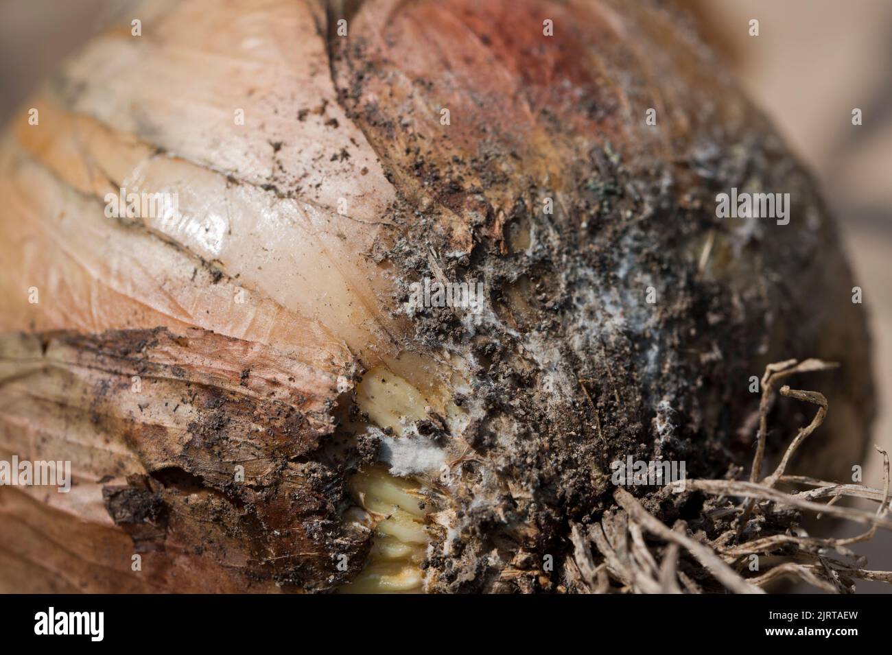 White rot begging to show on the base of harvested onions. Stock Photo
