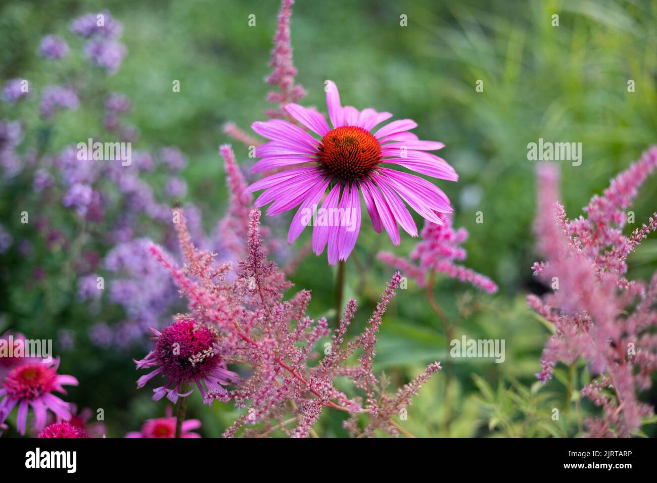 echinacia, astilbe and oregano in beautiful flower bed, selective focus Stock Photo