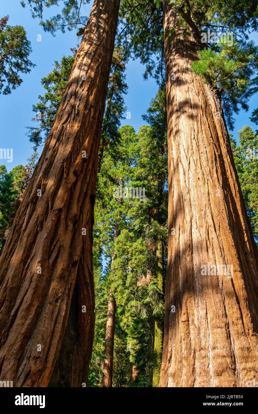A low angle shot of two giant sequoia trees under blue sky in park Stock Photo