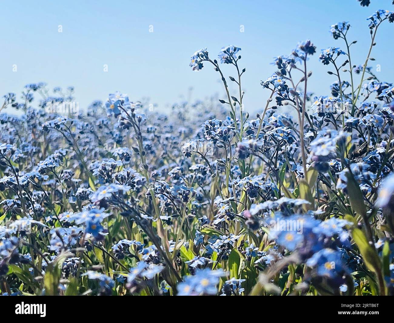 Blue myosotis sylvatica. Little blue flowers, floral blurred background