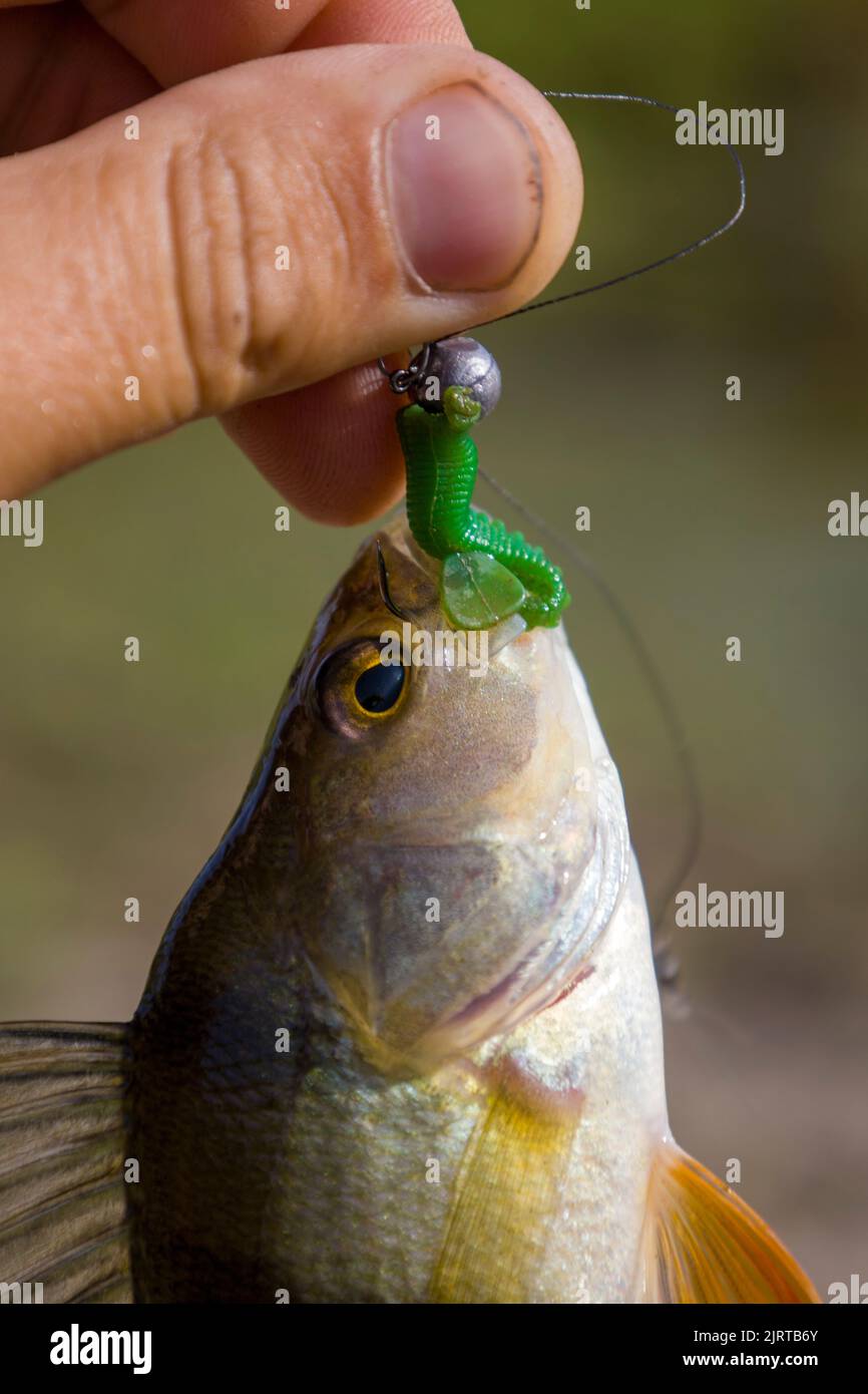 A perch fish with a silicone bait in its mouth Stock Photo - Alamy