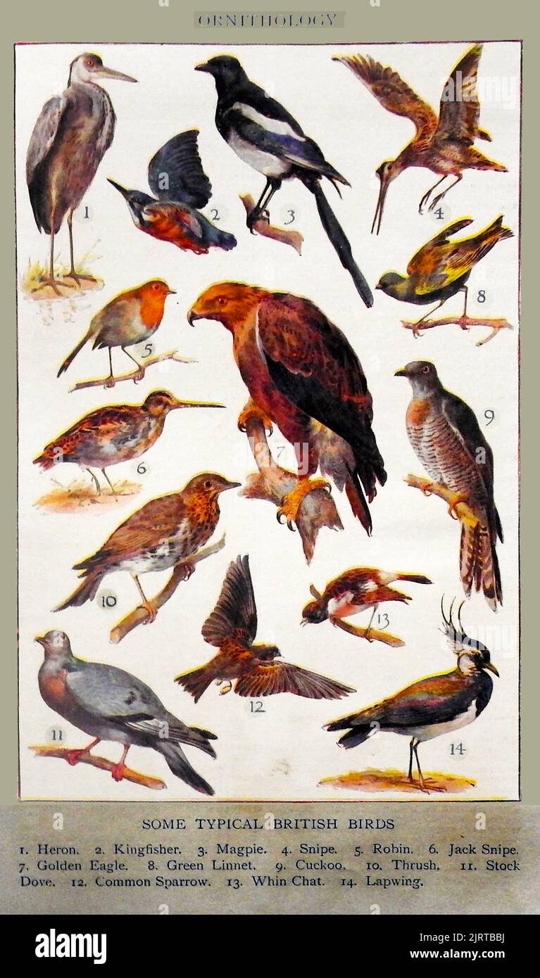 ORNITHOLOGY . An early British coloured education identity chart showing common British birds Stock Photo