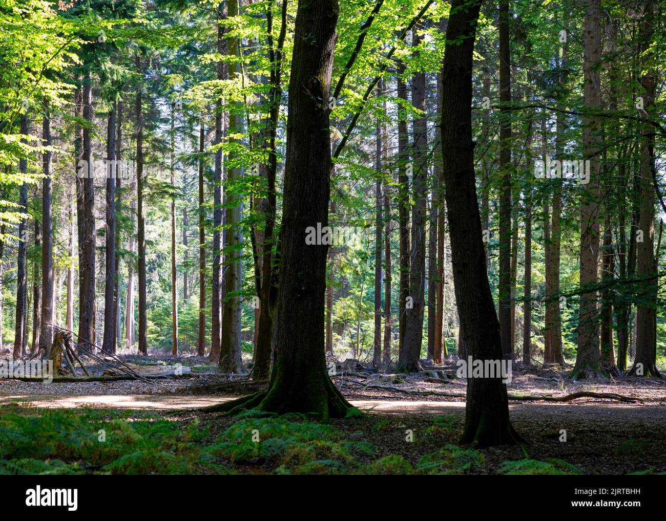 New Forest Woodland on a Sunlit Morning in Summer Stock Photo