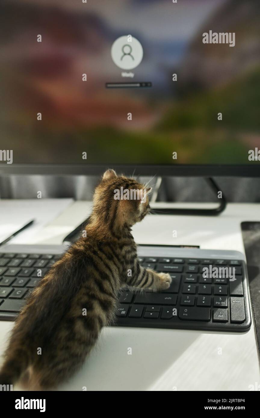 Abstract Kitten Sitting At Computer Keyboard Working From Home Stock Photo