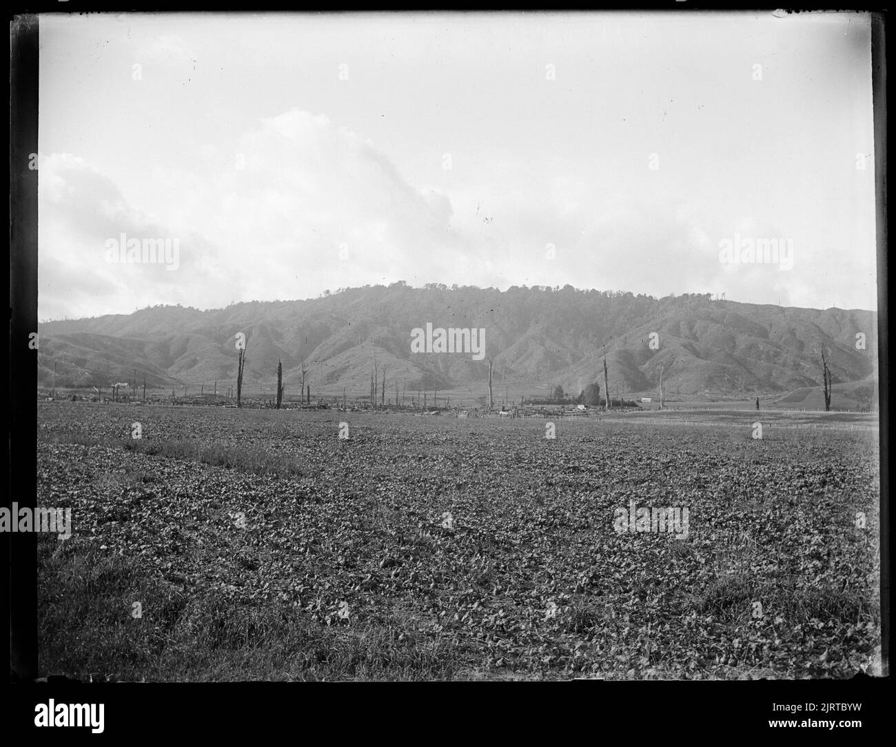 Turnip crop in Stewart Paddock, 22 July 1909, Wellington, by Leslie Adkin. Gift of G. L. Adkin family estate, 1964. Stock Photo