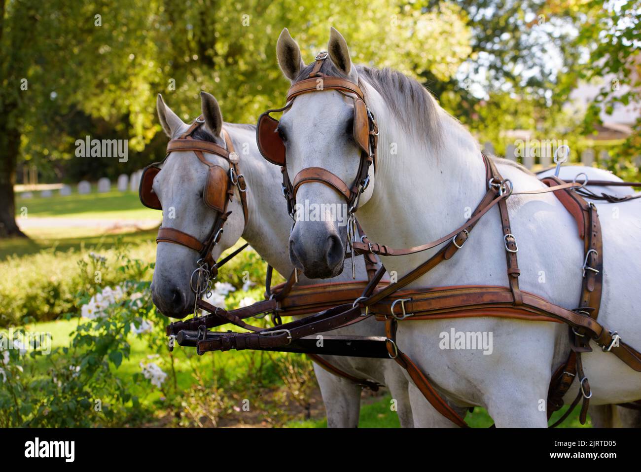 closeup of two white horses at a carriage against a green park in the background Stock Photo