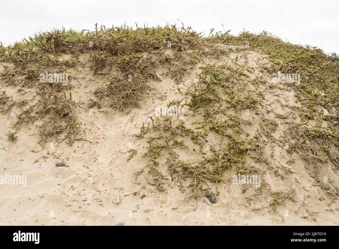 Sand mound formed by Traganum moquinii Stock Photo Alamy