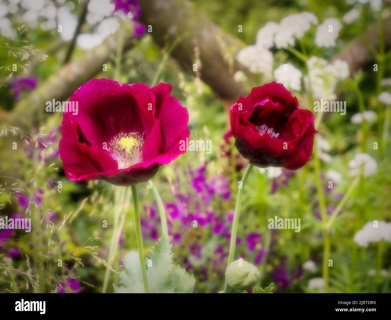 Two poppies in soft at the Chelsea Flower Show in London. Stock Photo