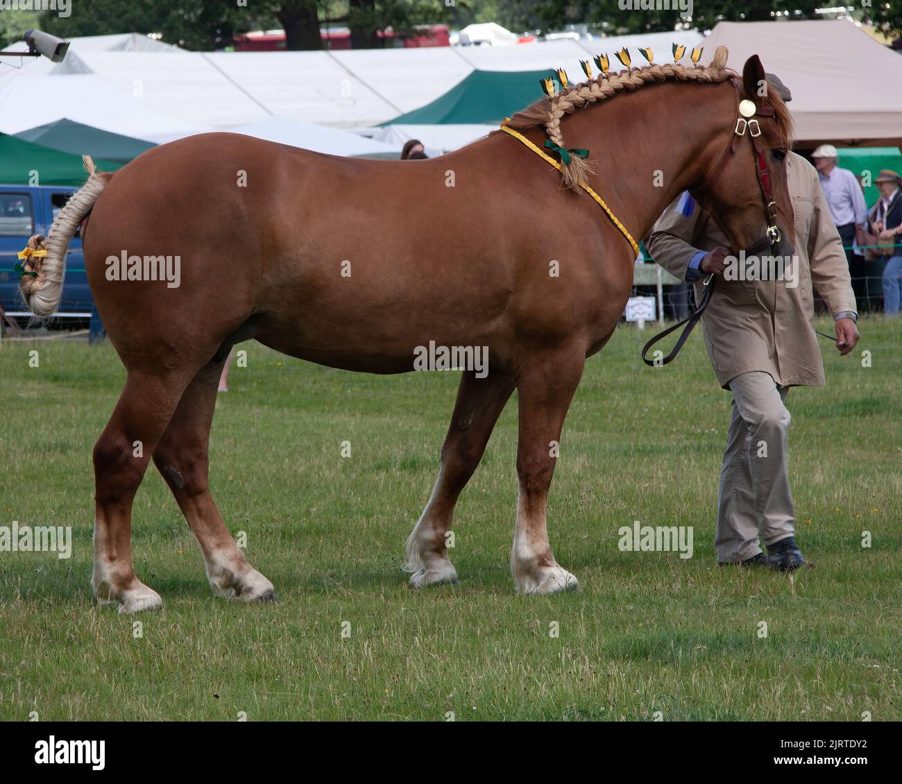 The mighty tan brown shire Suffolk Punch horse with ornate ribbon on
