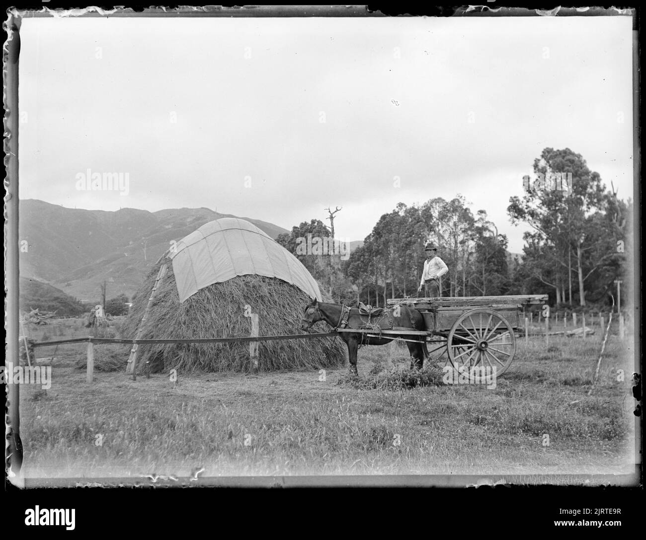 Our first haystack Jan 24 , 24 January 1918, Levin, by Leslie Adkin. Gift of G. L. Adkin family estate, 1964. Stock Photo
