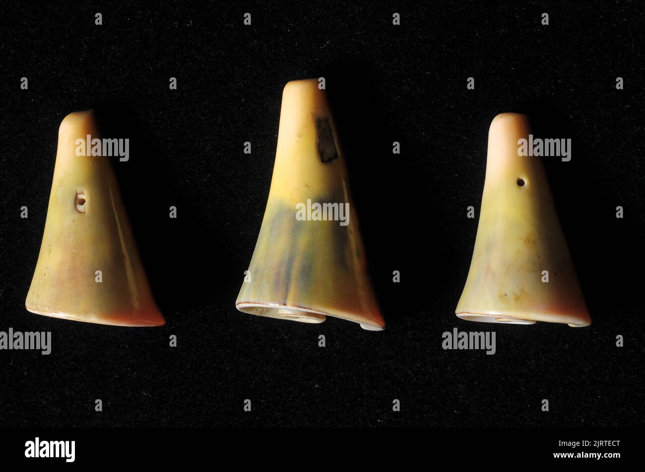 Textured Limestone Sea Shell on a Black Background Stock Photo - Alamy