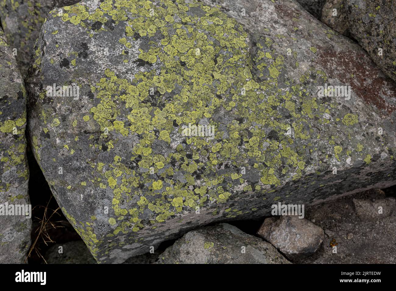 Green lichens growing on a rock Stock Photo