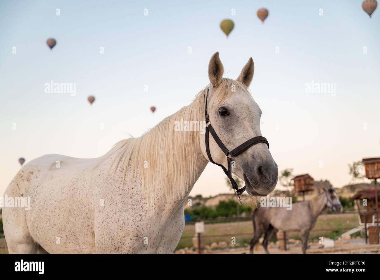 Portrait of a curious white horse on the sunrise with floating balloons on the background in Goreme, Turkey Stock Photo