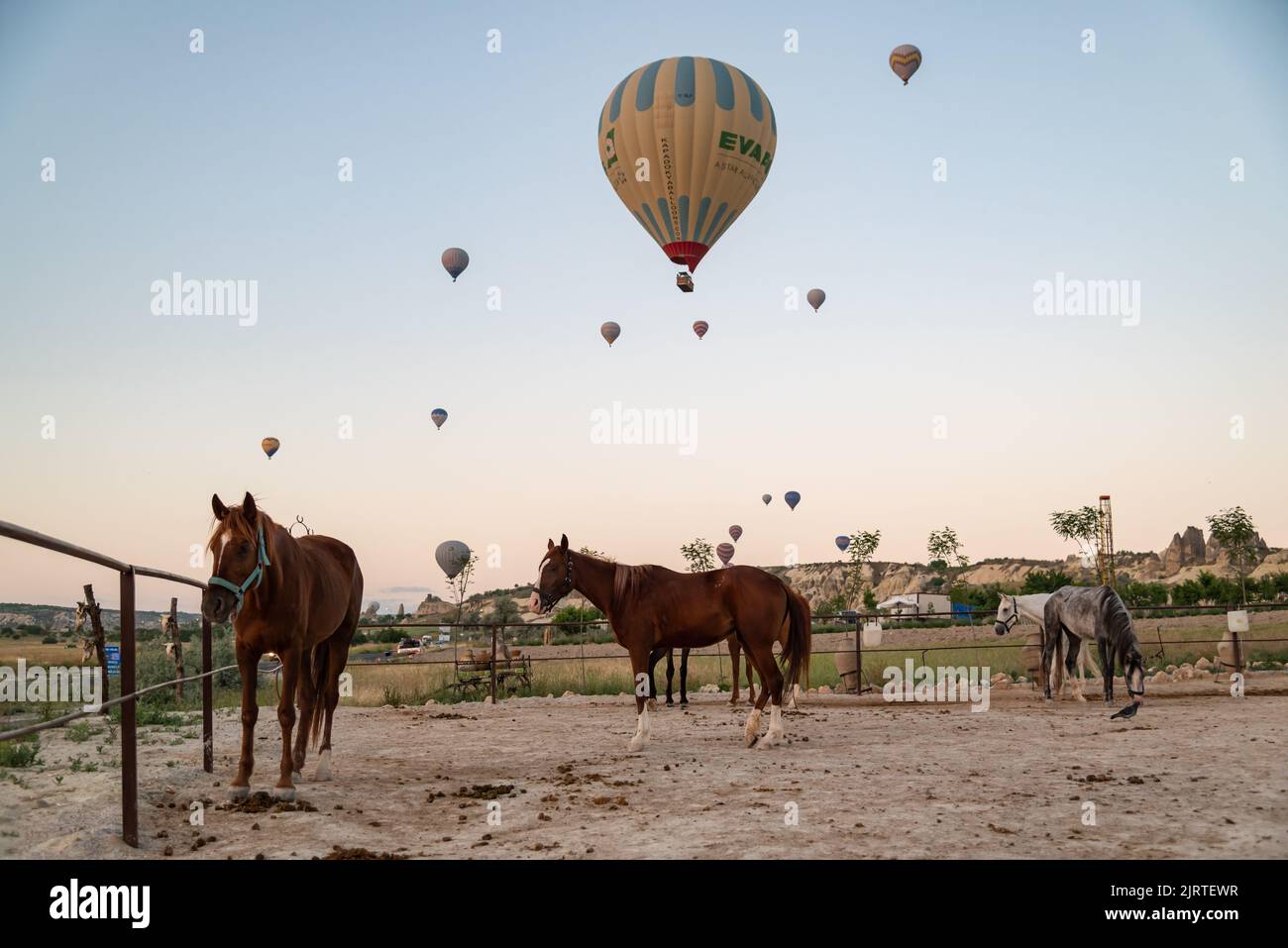 Horses on the sunrise with floating hot air balloons on the background in Goreme, Turkey Stock Photo