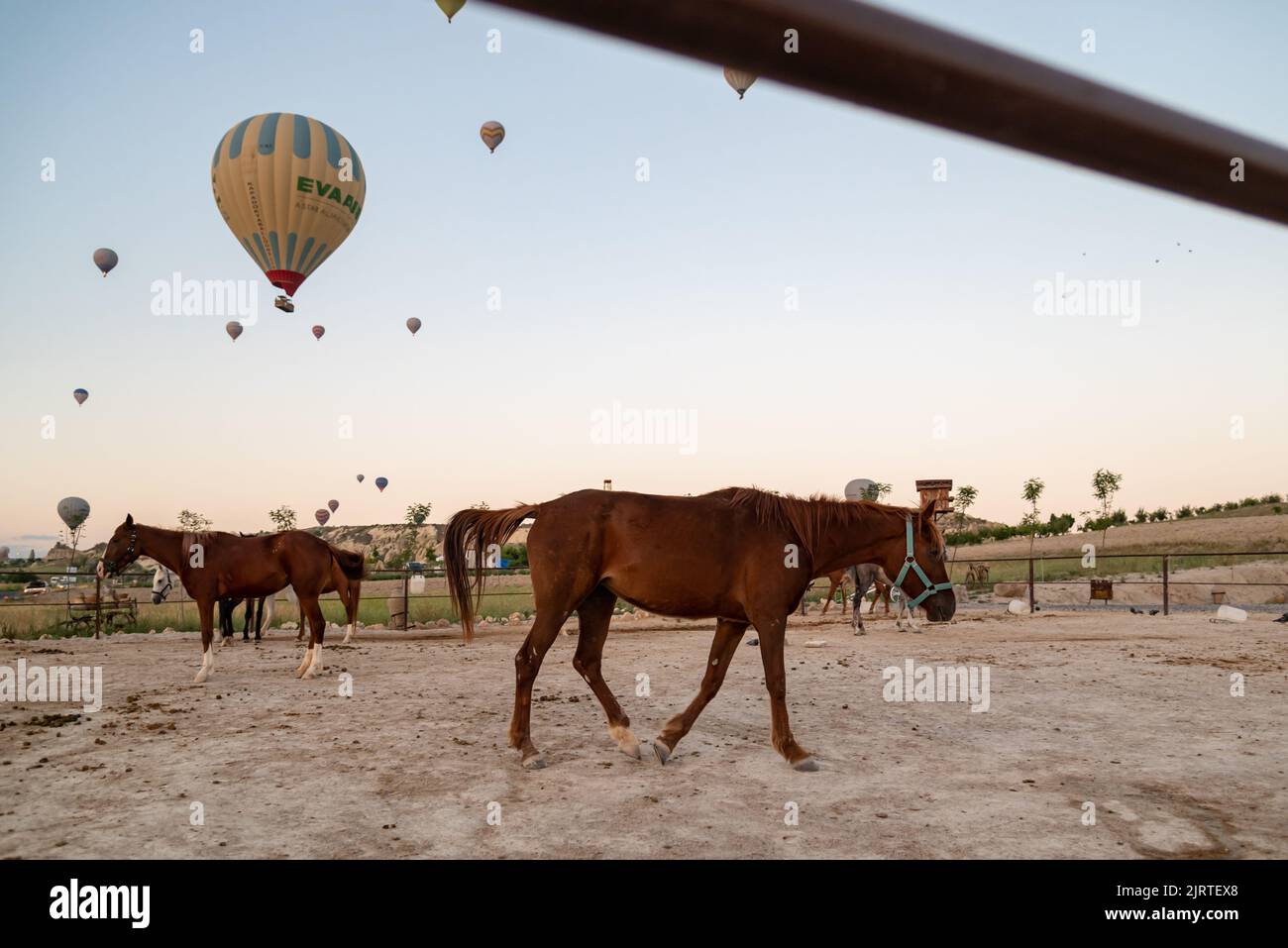 Horses on the sunrise with floating balloons on the background Stock Photo