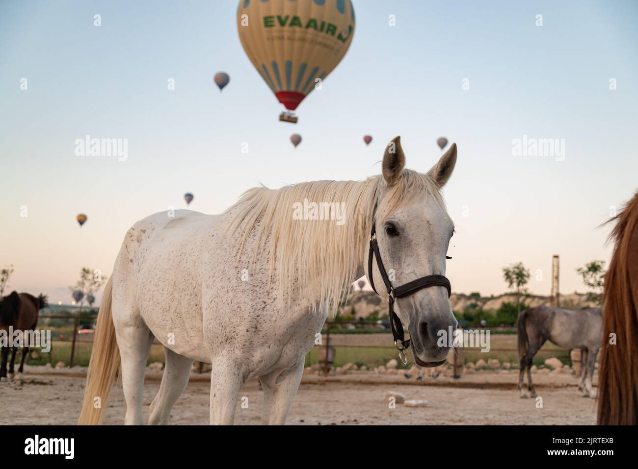 Portrait of a curious white horse on the sunrise with floating balloons on the background in Goreme, Turkey Stock Photo