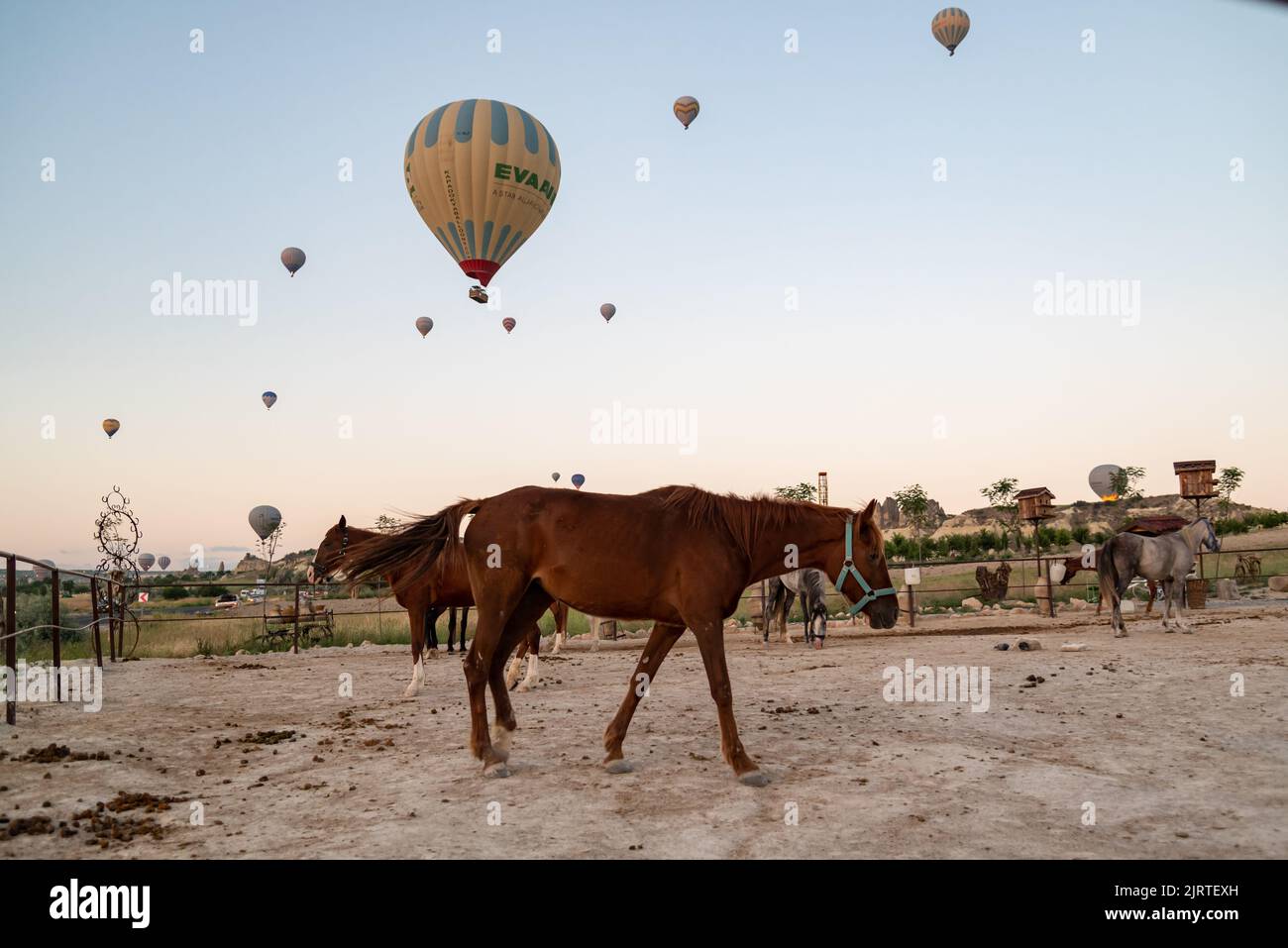 Horses on the sunrise with floating balloons on the background in Goreme, Turkey Stock Photo