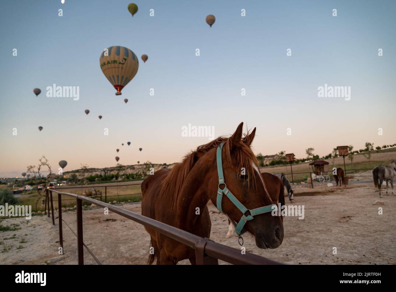 Portrait of a curious brown horse on the sunrise with floating balloons on the background in Goreme, Turkey Stock Photo