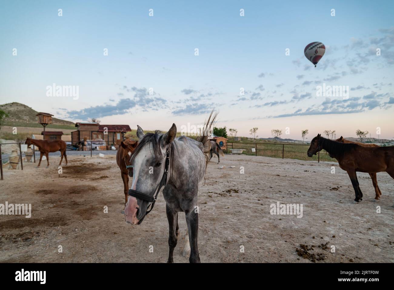 Horses on the sunrise with floating balloons on the background in Goreme, Turkey Stock Photo