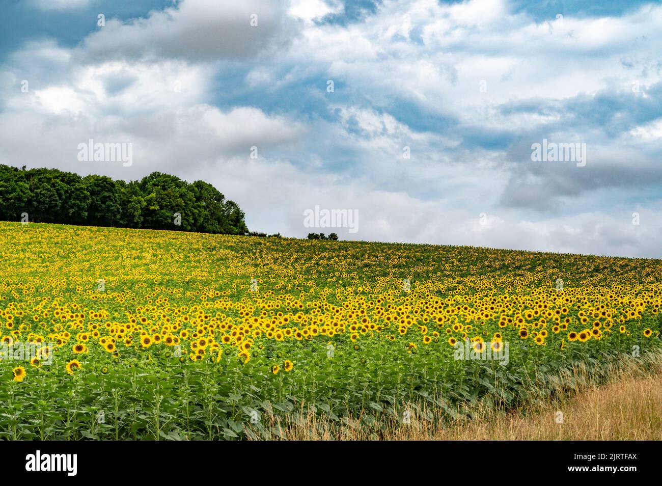 Sunflowers blossoming near Sercy in Burgundy, France Stock Photo