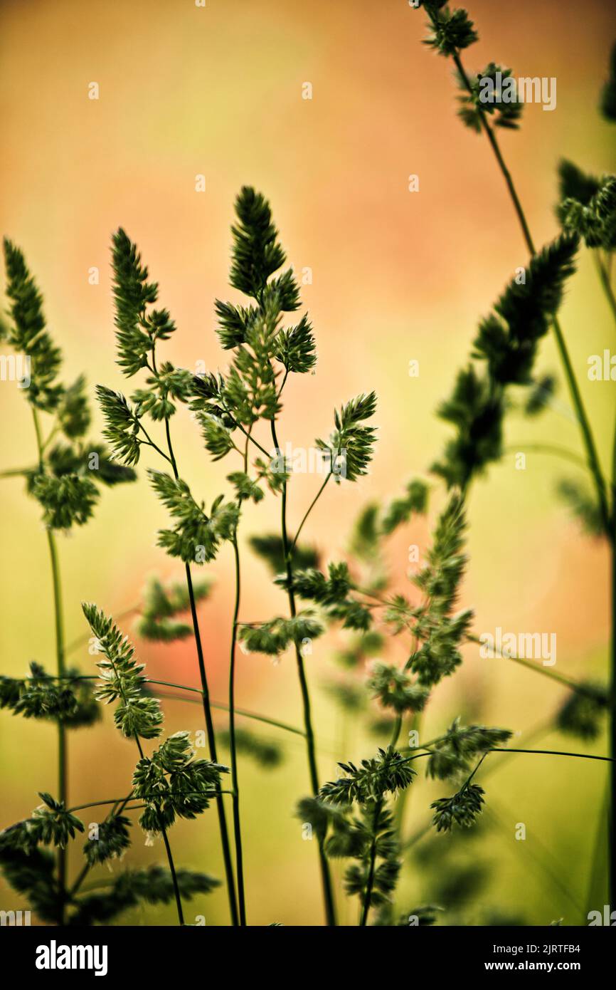 Close Up of Grass on Spring Meadow Stock Photo