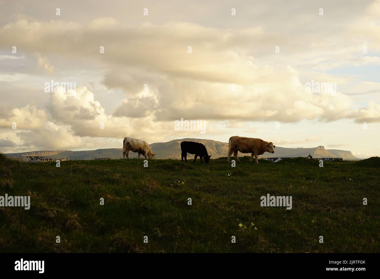 Three grazing cows in the green pasture against a cloudy sky Stock ...