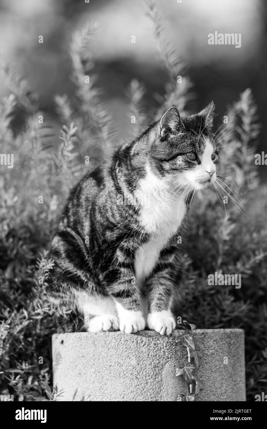 cute cat. looking for food, sitting an relaxing waiting on something to ...