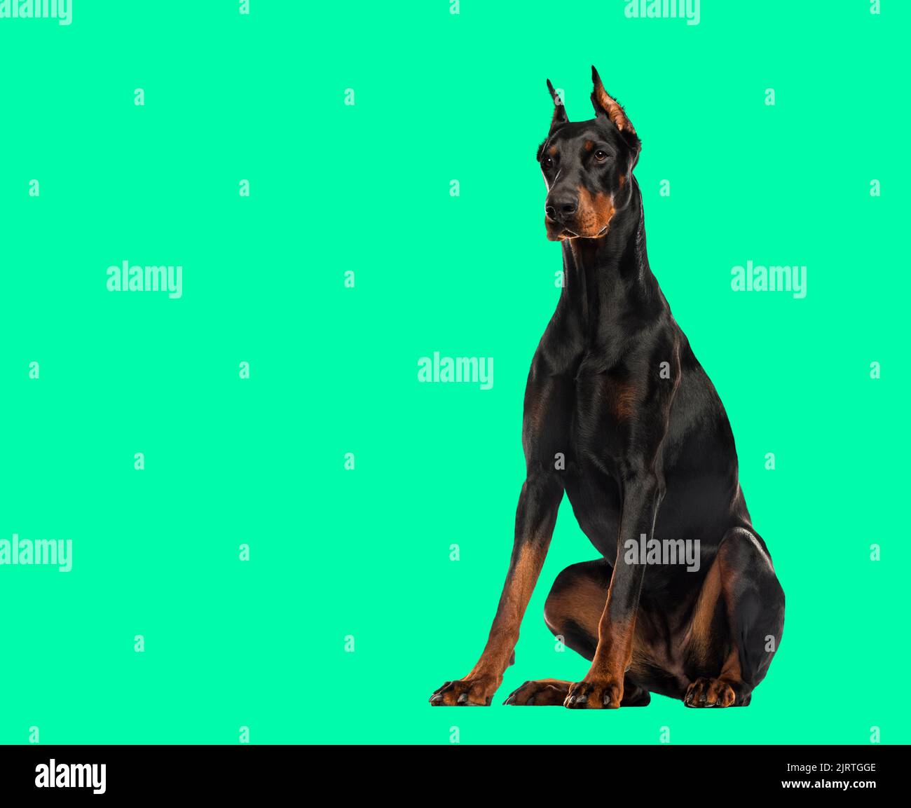 Doberman Pinscher sitting isolated on green background Stock Photo