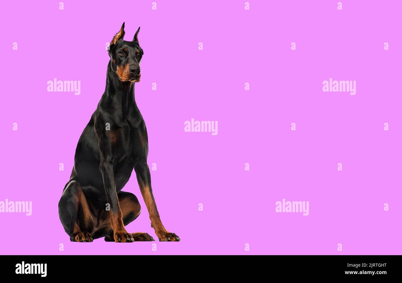 Doberman Pinscher sitting, isolated on white Stock Photo Alamy