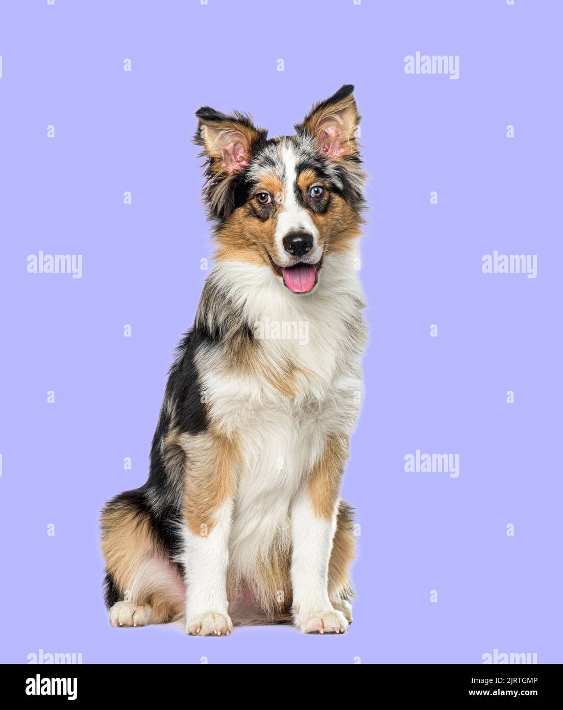 Sitting and panting Blue merle border collie on a purple background Stock Photo