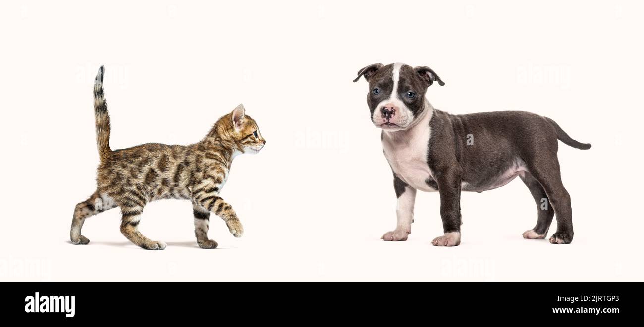 Bengal cat kitten going to meet a puppy White Swiss Shepherd Dog, into a banner, isolated on white Stock Photo