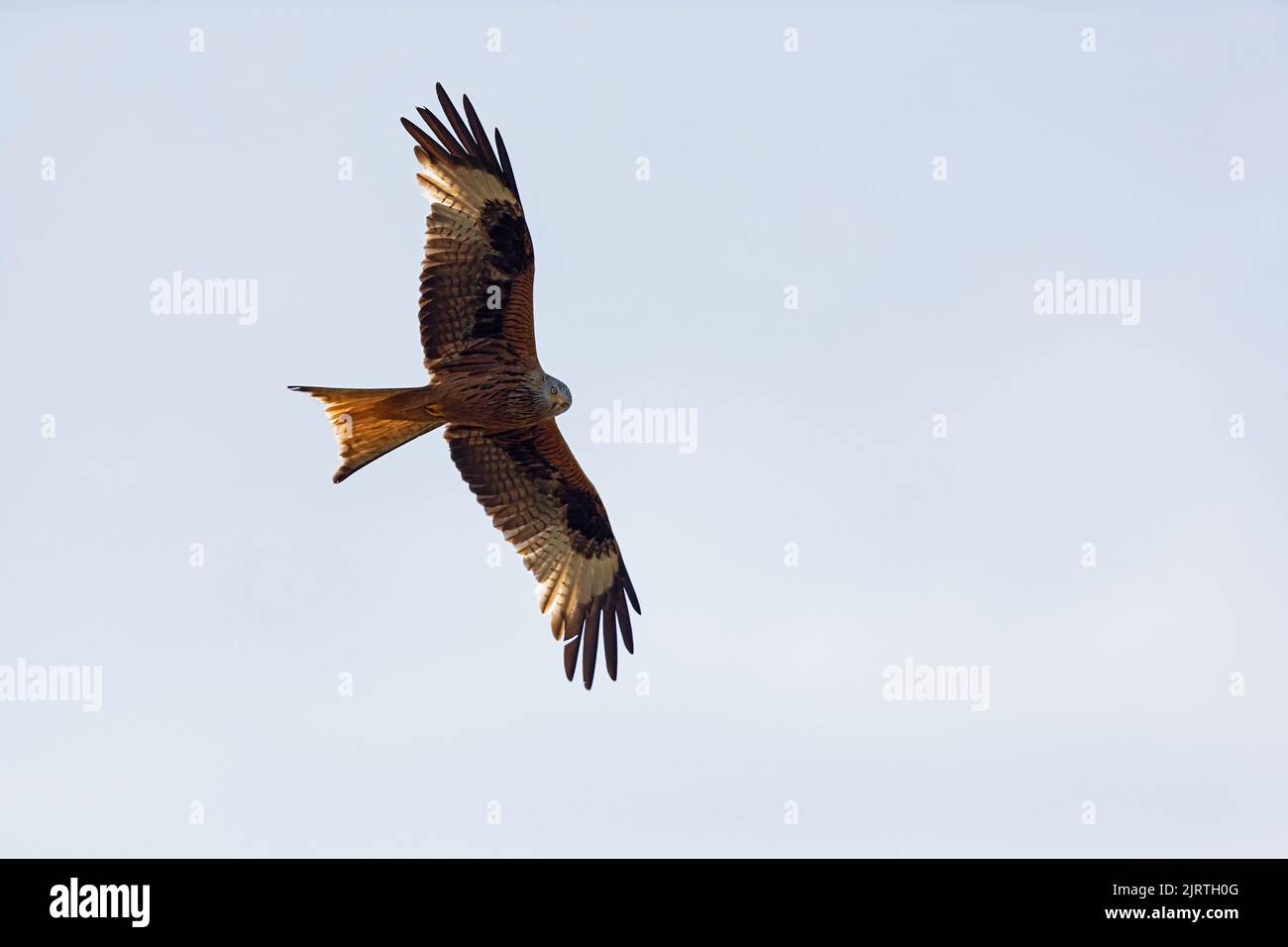 An adult Red Kite (Milvus milvus) in flight Stock Photo