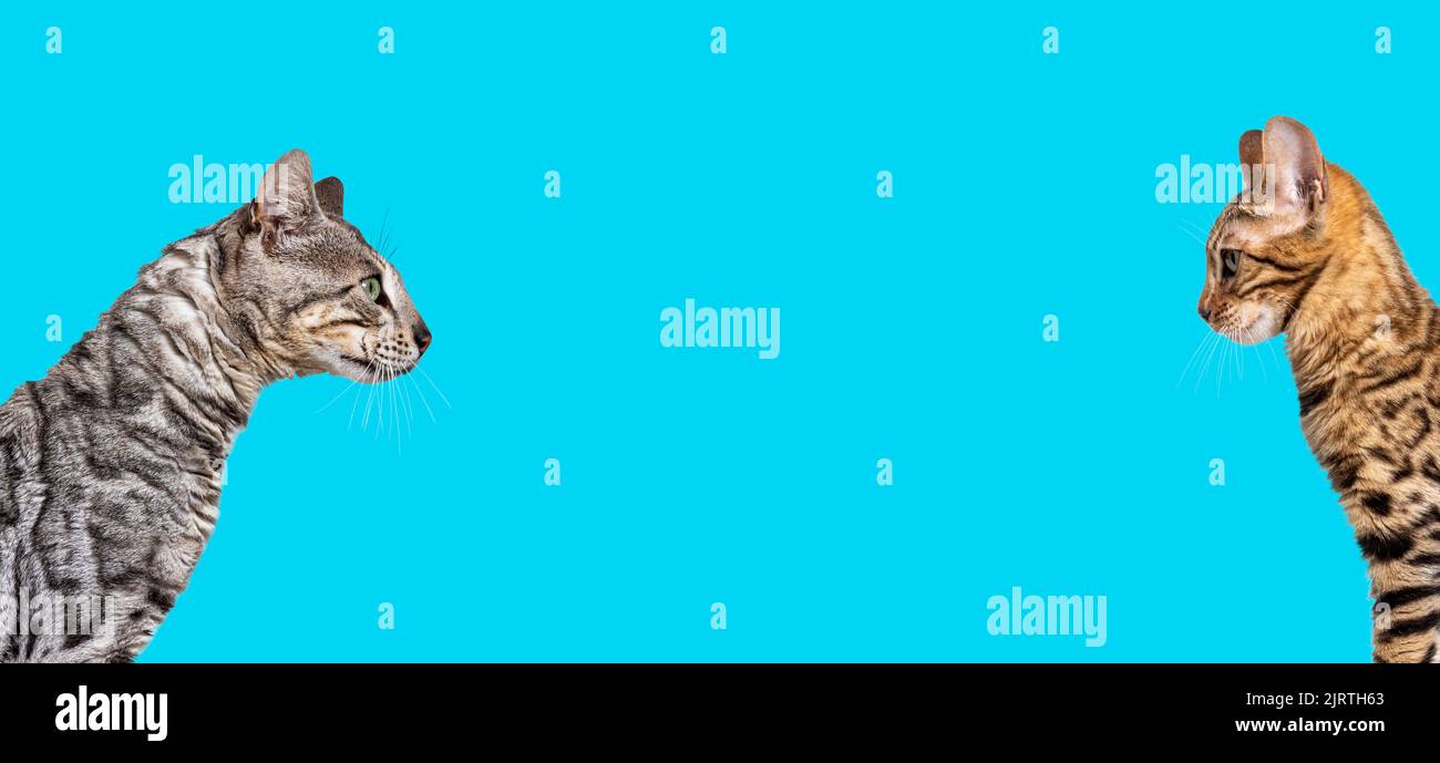 Brown and silver bengal cat looking at each other on blue background Stock Photo