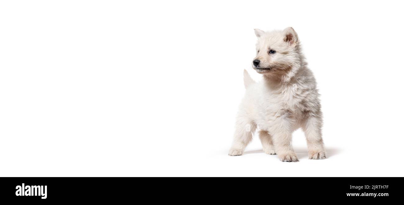 Puppy Berger Blanc Suisse on a banner, isolated on white Stock Photo