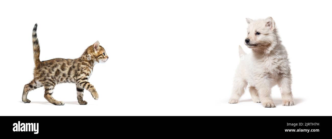 Bengal cat kitten going to meet a puppy White Swiss Shepherd Dog, banner size, isolated on white Stock Photo