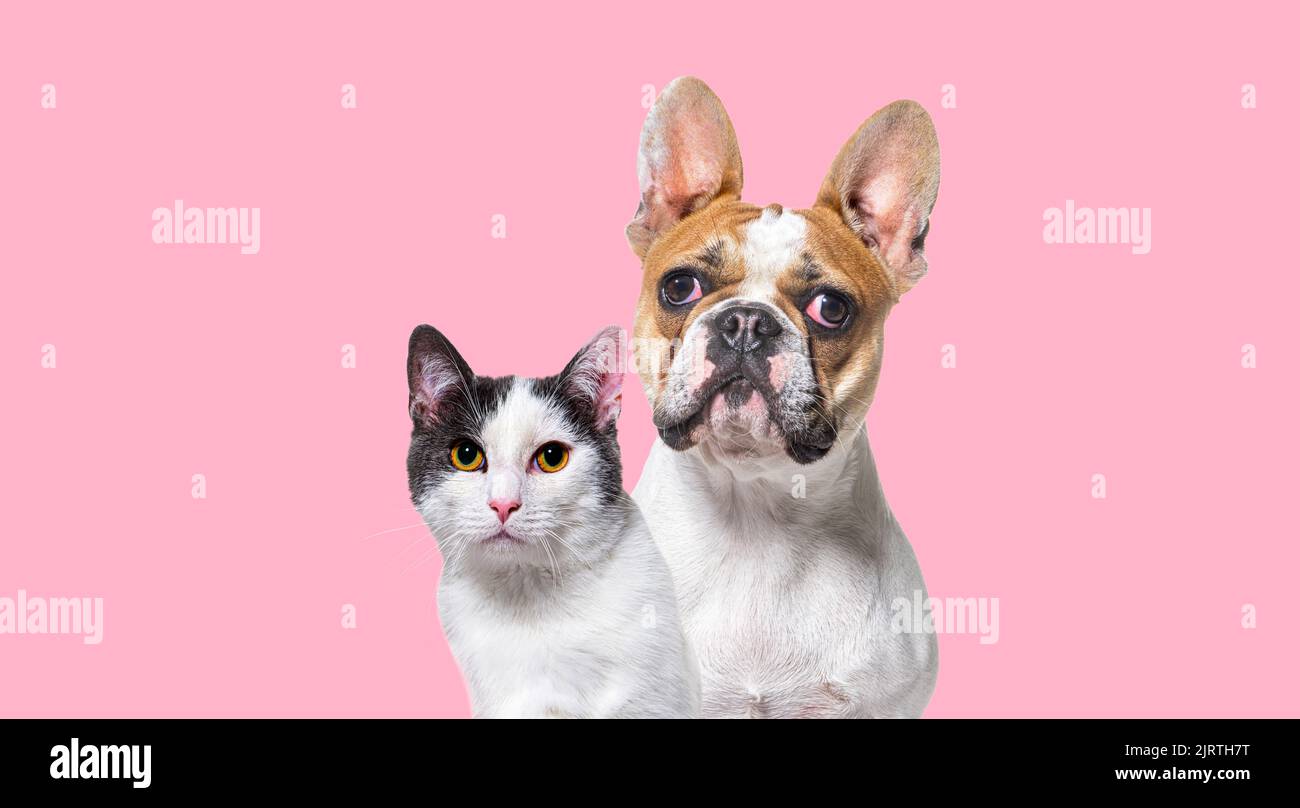 Head shot of French bulldog and a crossbreed cat together on a pink background Stock Photo