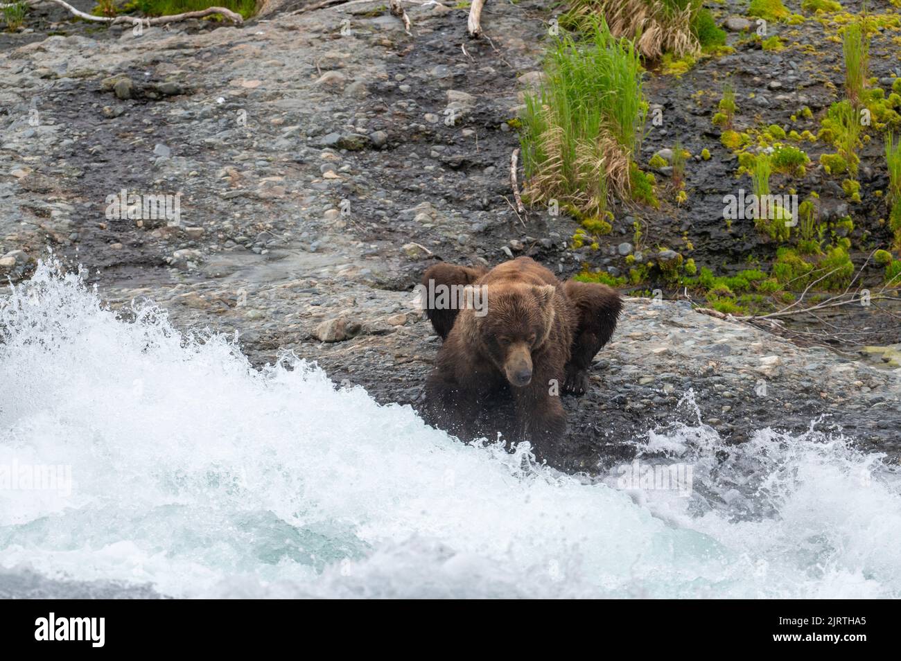 Alaskan brown bear laying down and fishing for salmon at the falls in  McNeil River State Game Sanctuary and Refuge Stock Photo