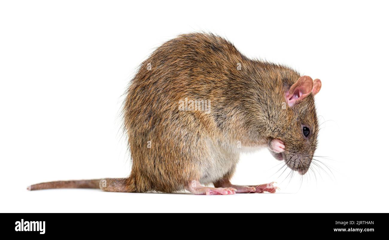 Side view of a Brown rat, Ratus norvegicus, washing itself Stock Photo Alamy