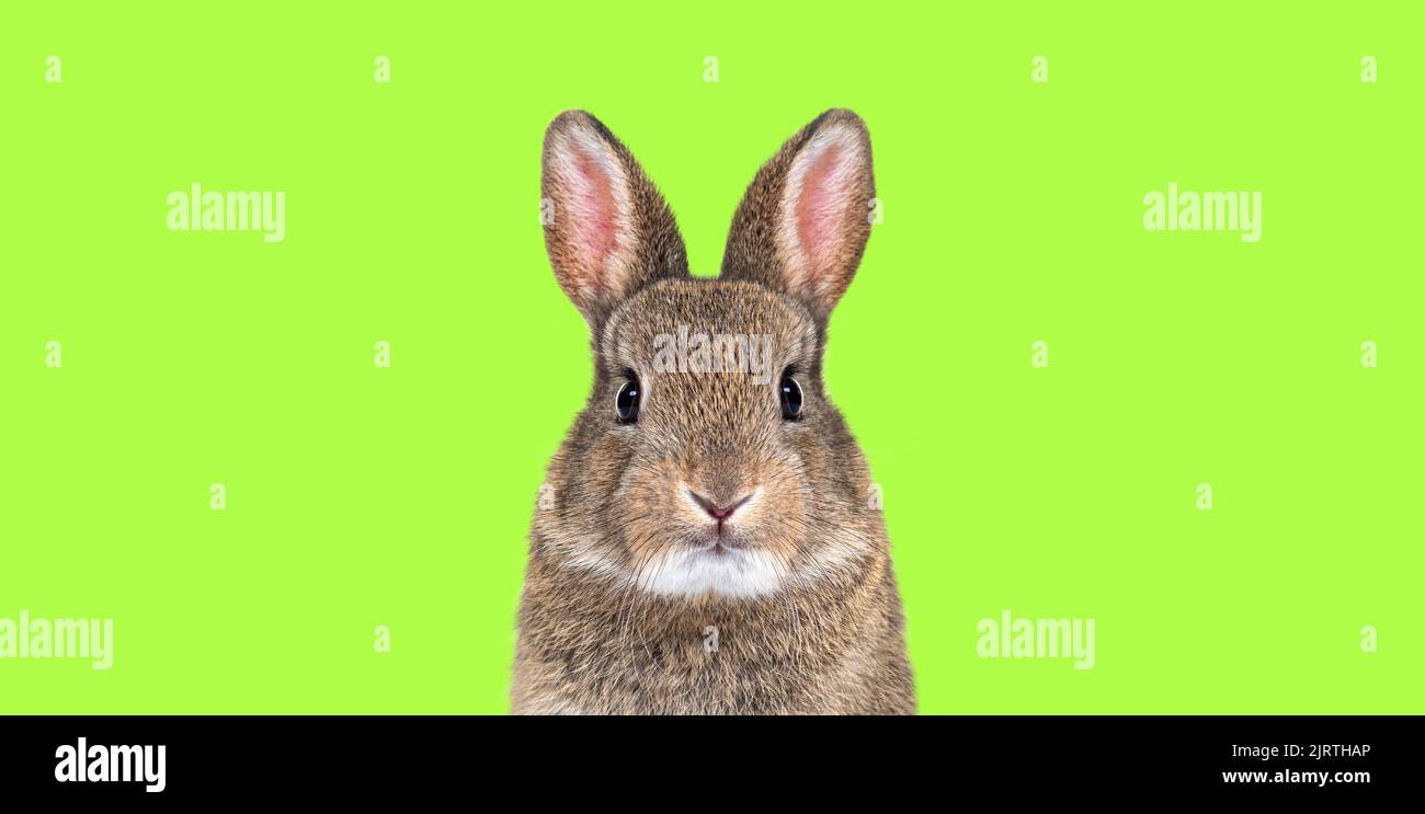 Young European rabbit facing and looking at the camera. Standing on a ...